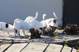 IMG 4880